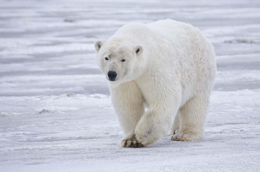 Camels Versus Polar Bears Polar bears live in the tundra ecosystem.