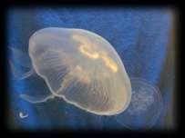 Cnidarians Mostly marine animals; they include jellyfish, sea