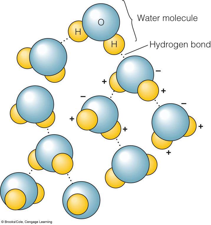 The Water Molecule - Types of Bonds High surface tension Hydrogen bonding creates skin Important for