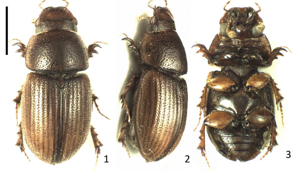 Figs. 1-3. Trichonotulus cechovskyi sp. nov.,, holotype: 1- dorsal view; 2- dorso-lateral view; 3- ventral view. Figs. 1-3: scale line: 1.0 mm. Figs. 4-6. Trichonotulus cechovskyi sp. nov.,, holotype: 4- aedeagus, lateral view; 5- aedeagus, dorsal view; 6- epipharynx.