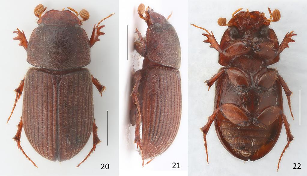 lateral view; 19- ventral view. Figs. 17-19: scale lines: 1.0 mm. Figs. 20-22.