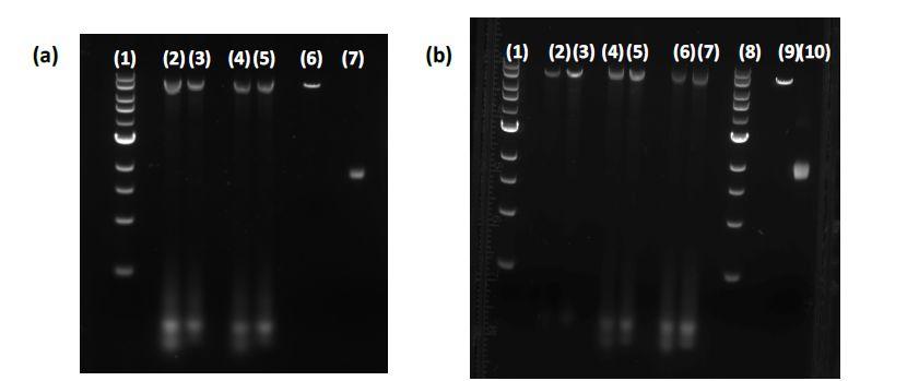 Gel electrophoresis results for some of the carrier constructs and other samples, as described: Figure S4: Gel shift assays of the carrier constructs and other samples as specified.
