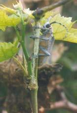 Grapevine Stem Borer:Coelosterna scabrator (Cerambycidae : Coleoptera) Only species