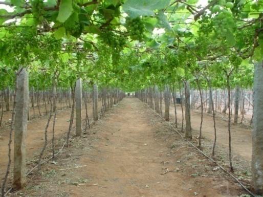 Grape (Vitis vinifera) is one of the important fruit crops of India used for table purpose, resin and wine making with good medicinal value due to the
