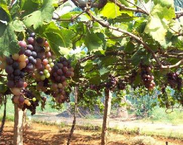 Area 120 million ha Production 2602 million tonnes (indiastat,2014-15) Insect pests are the important production constraints in grape cultivation apart from