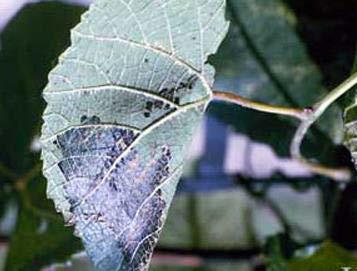 upper surface of the leaf 2 When the larvae are numerous the injury to the