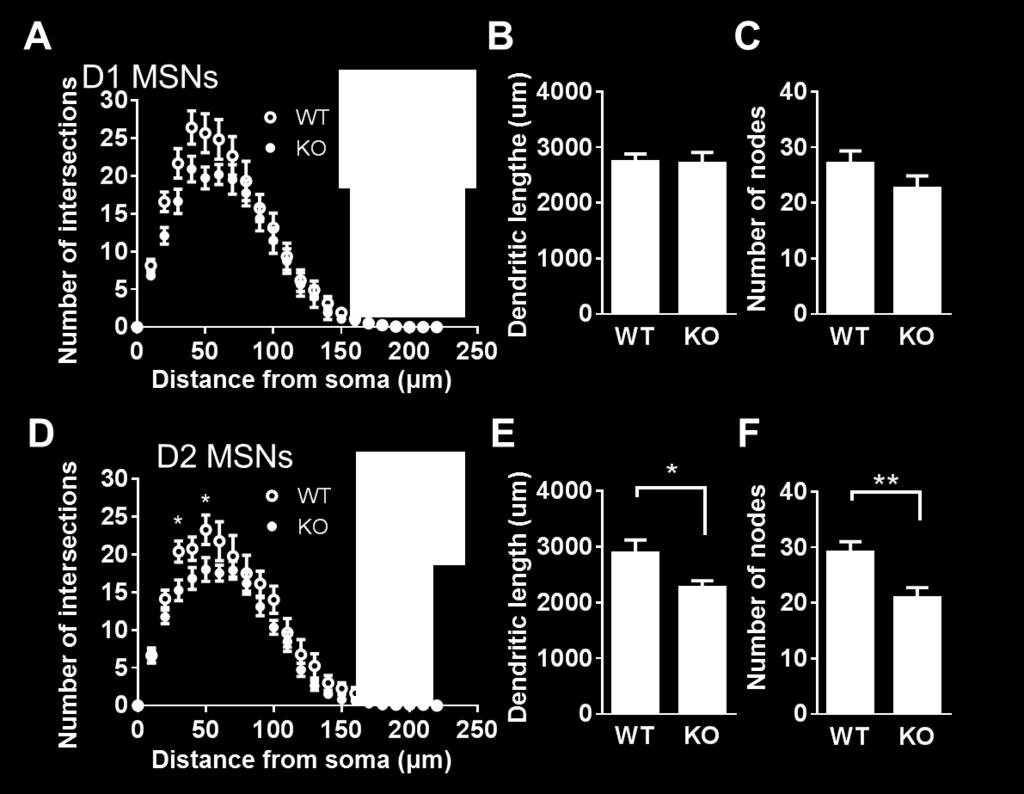 Example D1 MSNs are shown as insets. (B) The dendritic length of Shank3B D1 MSNs is comparable to that of D1 MSNs (, 2736 ± 144.1 μm, n= 2 cells, N = 3 mice;, 275 ± 22.