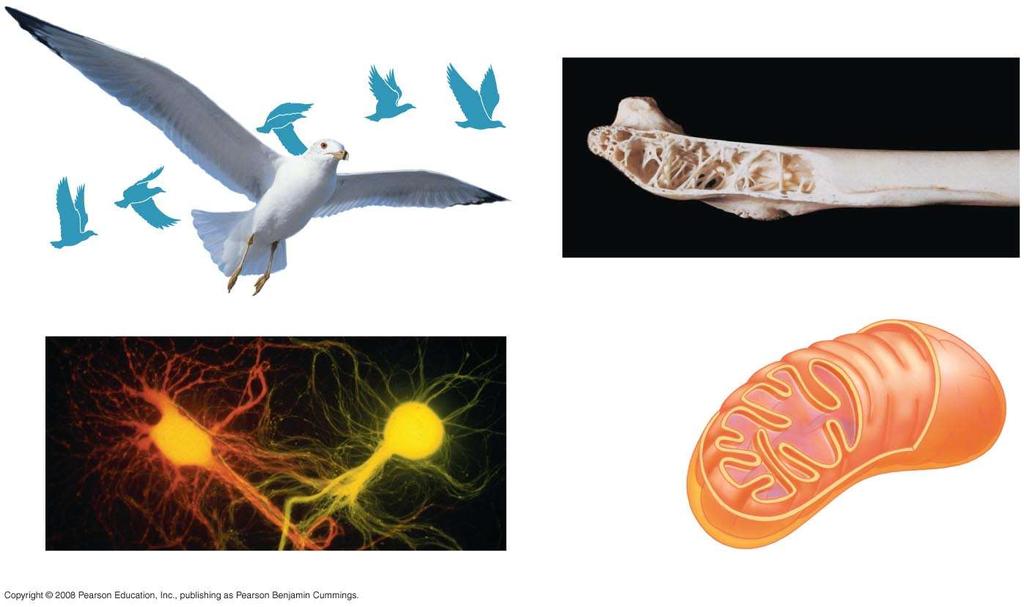 Fig. 1-6 Structure and function of living organisms are closely related (a) Wings (b)