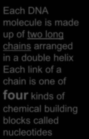 chain is one of four kinds of chemical building blocks called