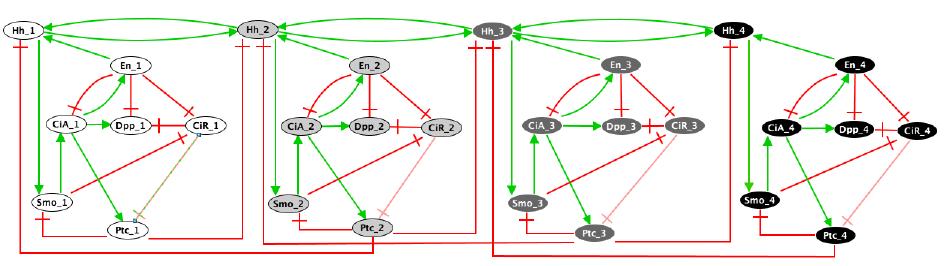 Heike Siebert, FU Berlin, Molecular Networks WS10/11 2-9 Modeling intercellular process: regulation: signal transduction: diffusion: sequestration: four virtual cells represent anterior (c1),