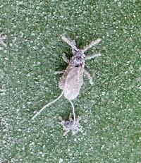 A Horticulture Information article from the Wisconsin Master Gardener website, posted 19 Nov 2018 Various stages of soft scales attended by ants.