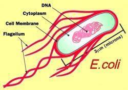 Prokaryotic Cells Examples include: All Bacteria For example Escherichia coli
