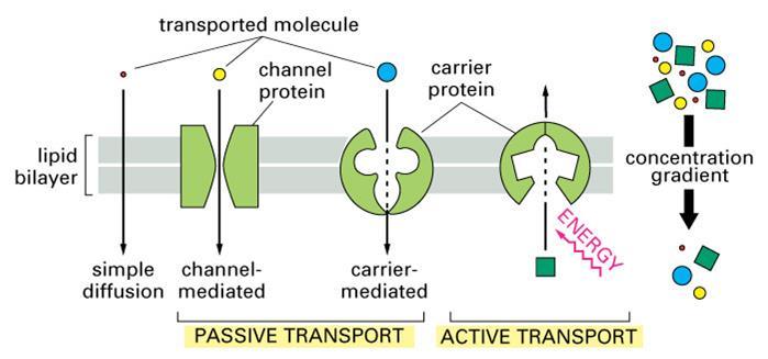 Active Transport Process by which particles move AGAINST their