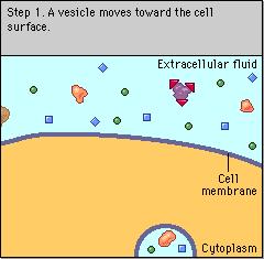 Exocytosis Endocytosis Can