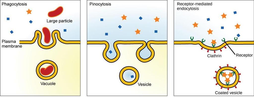 Endocytosis Cell membrane folds inwards moving/engulfing substances INTO the cell Phagocytosis: the cell membrane surrounds the particle and pinches off to form an intracellular vacuole Pinocytosis: