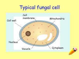 Eukaryotic Cells Examples: