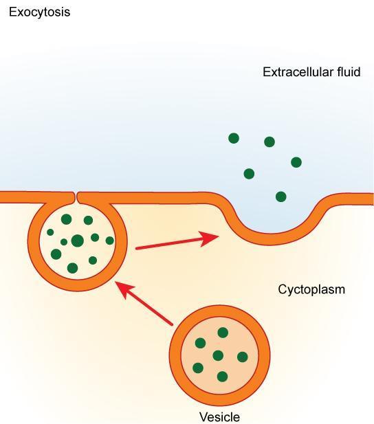 Exocytosis Exocytosis: a vesicle migrates to the cell membrane,