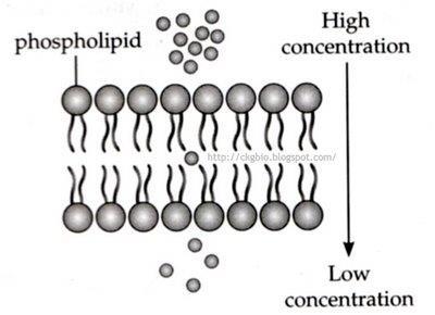 Wednesday/Thursday 1. Describe the movement of the molecules in this picture. 2. Is this an example of ACTIVE or PASSIVE transport? 3.