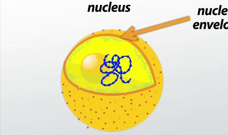 Flip to the Back Eukaryotes Organelles: (Membrane bound organelles