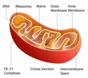 genetic material that controls cells functions Mitochondria: makes