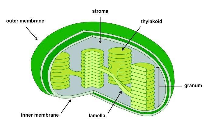 Flip to the Back Eukaryotes Organelles: (Membrane bound organelles only found in
