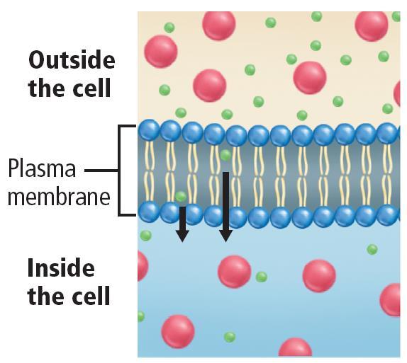 Diffusion in a Cell -some substances can diffuse directly through
