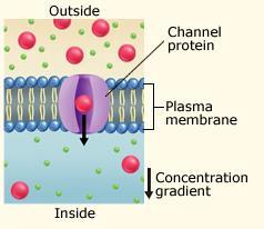 Facilitated Diffusion Movement of materials across the plasma membrane using proteins Channel Proteins Channel proteins