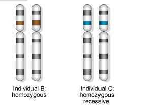 Homozygous An individual which contains one allele for a