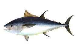 Atlantic bluefin tuna: thunnus thynnus Kingom Phylum Class Order Family Genus Species ANIMALIA CHORDATA ACTINOPTERYGII PERCIFORMES SCOMBRIDAE