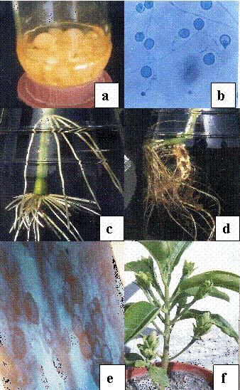 Piriformospora indica promoter of Adhatoda vasica Figures Figure 1. (a) Culture of Piriformospora indica. (b) Spores of P. indica. (c) Adhatoda vasica roots.