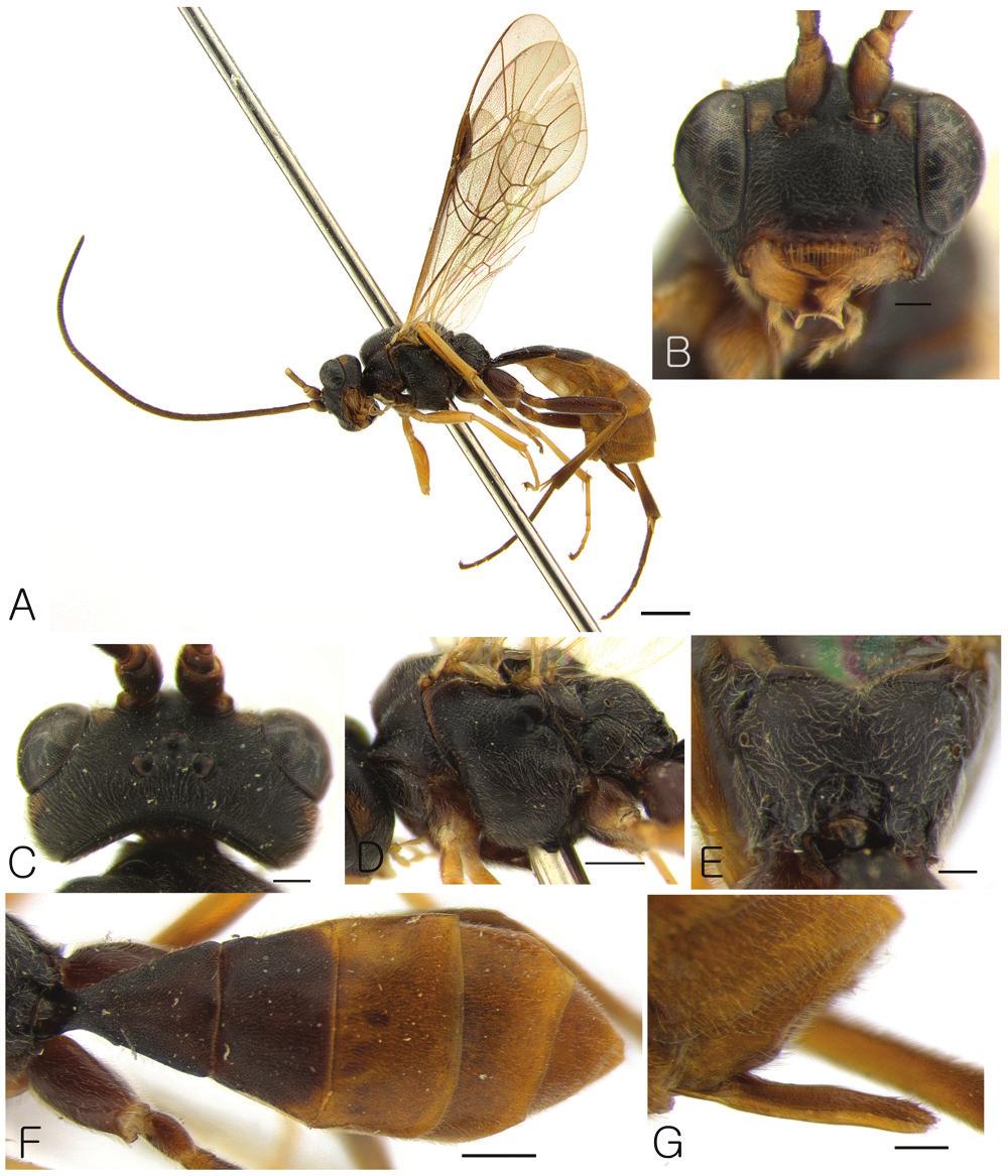 Four new species of the genus Lathrolestes Förster, 1869 from South Korea... 89 Figure 4.