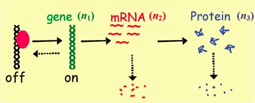 Some examples Gene transcription & translation:. G G + M M M + P M P G + P BoundGene.