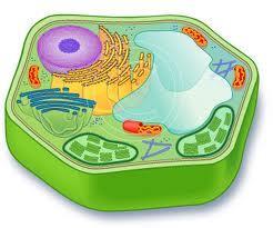 Your final product will need to be in billboard (poster) form. You should market your organelle as something besides a part of a cell.