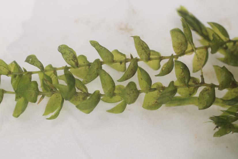 5 Fig. 5: Fontinalis antipyretica var. rotundifolia, syntype.
