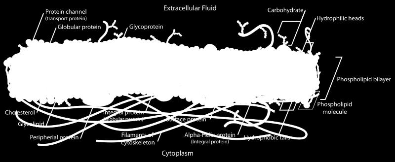 Classification Integral membrane