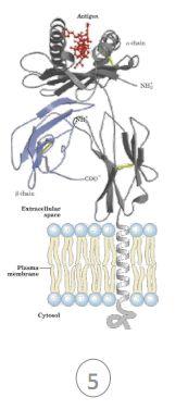 Peripheral membrane proteins