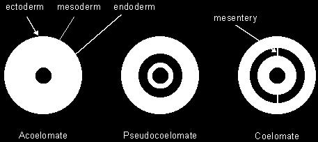 It gives rise to the skin and nervous system. The cells that formed the tube-like structure in the gastrula (see the diagram above) are endoderm.