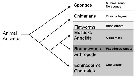 The diagram below shows the body plans for nine major phyla of animals. Gut The gut is the digestive tract. It enables the animal to digest food outside of the cells (extracellular digestion).