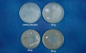 No Name of the Microorganism Concentration of Root Extract (PPM) Control (cm) 100 (cm) 250 (cm) 500 (cm) 1 Aspergillus niger 0.4 0.6 0.