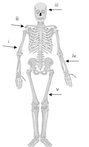 9. Usng the dgrm of the skeleton found elow, lel the orret one. 10.