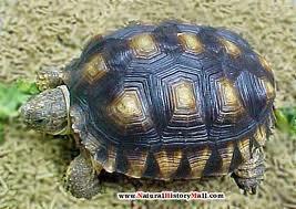 saddle-shaped shell Nearest relative- Chacos Tortoise