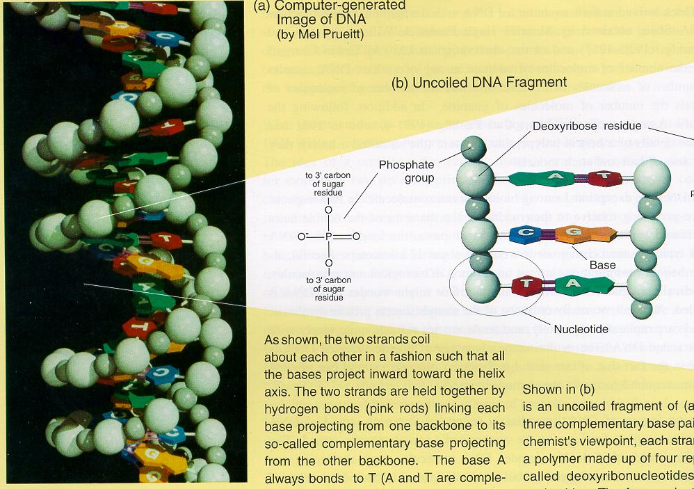 DNA Binding Proteins CSE 527 Autumn 2007 A variety of DNA binding proteins ( transcription factors ; a