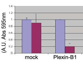 Plexin signalling and the collapsing response can