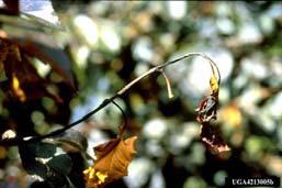 Fire blight affects any plant in the Roseacae family (apple, crabapple, pear, photinia, pyracantha,