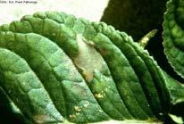 Images: J. Woodward Images: J. Woodward Foliar nematodes live 95% of their life inside infested leaves.