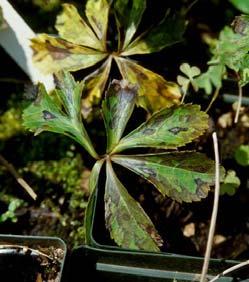Plants with parallel veination (hosta) have strip-like lesions.
