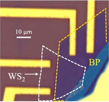 Figures S1a-b are displaying the optical images of van der Waals heterojunction of few layer BP with mono-layer and bi-layer WS2.