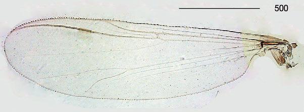 Diagnostic characters The males of the new species can be easily included in the genus Pseudosmittia because of antenna without an apical seta, bare nonextended non-protruding eyes; wings and squama