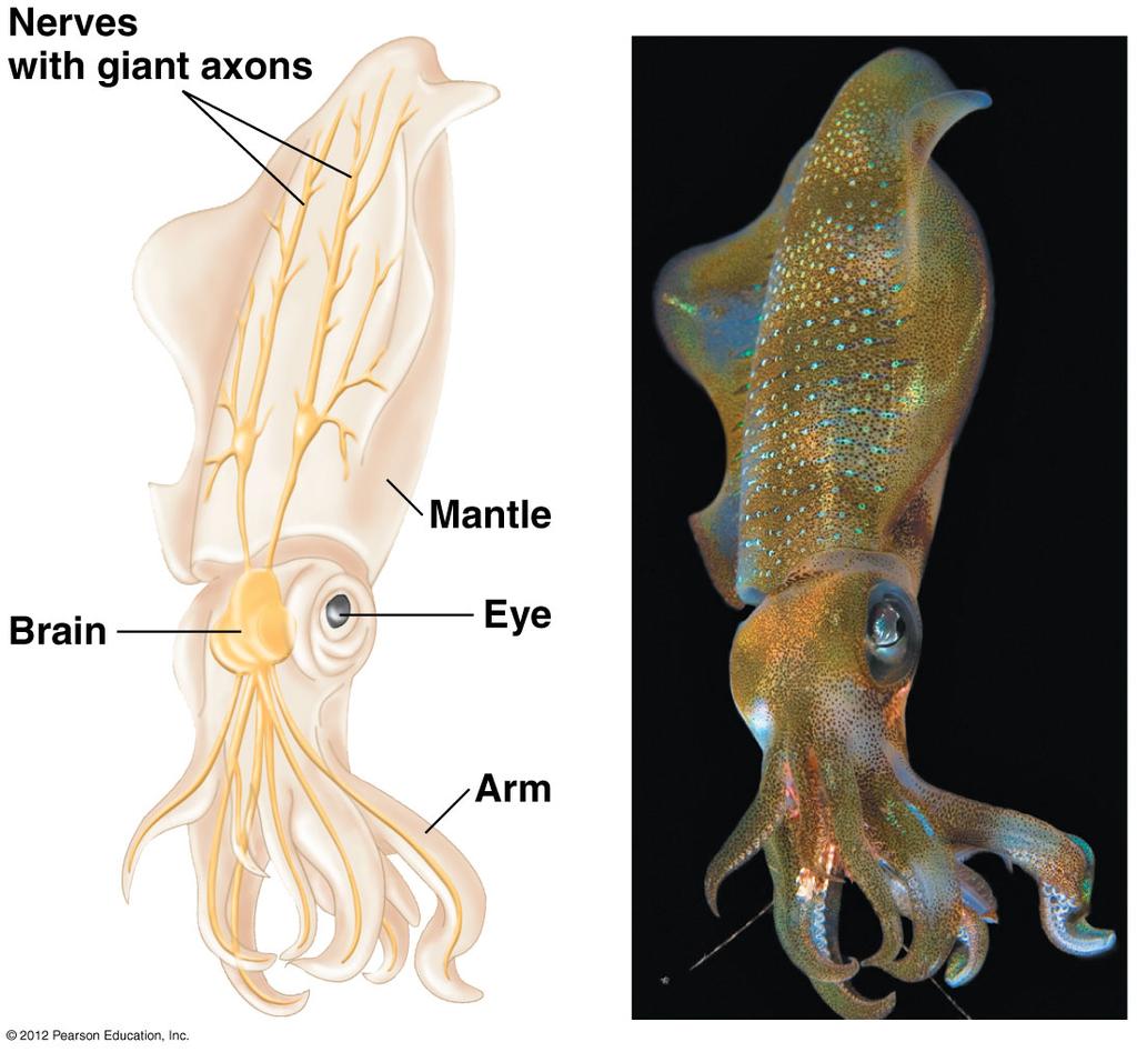 the processes that take place during an action potential Squid Giant Axon A