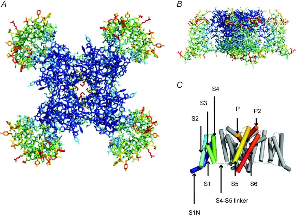 Voltage-gated Ion Channels The structures of a number of